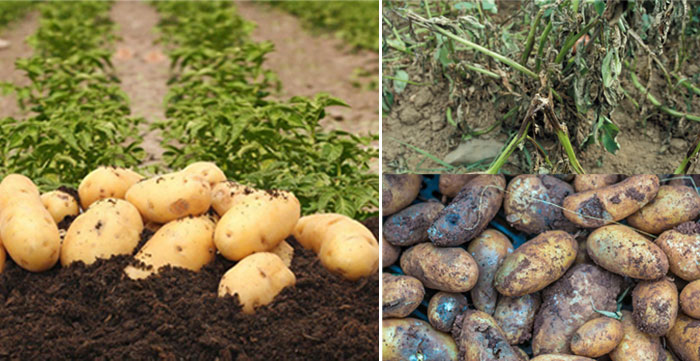 19 болезней картофеля: фото, описание, причины, лечение и профилактика