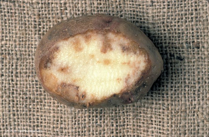 19 болезней картофеля: фото, описание, причины, лечение и профилактика
