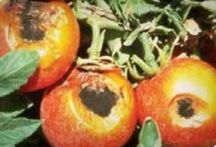 57 болезней томатов с фото и лечением в таблицах + 19 устойчивых сортов