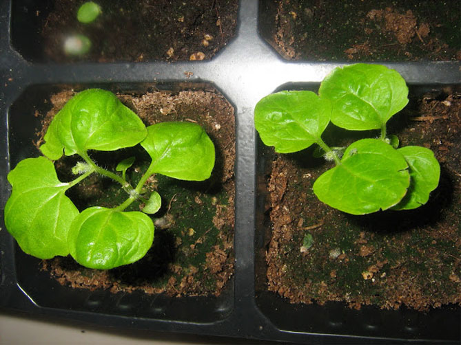 Агератум: выращивание из семян, посадка и уход, размножение