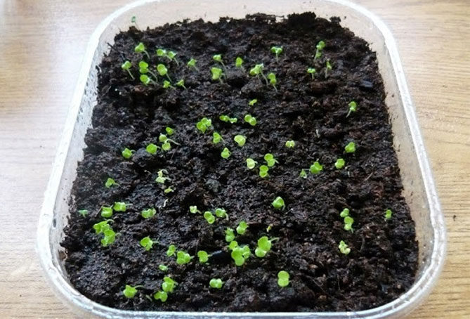 Агератум: выращивание из семян, посадка и уход, размножение