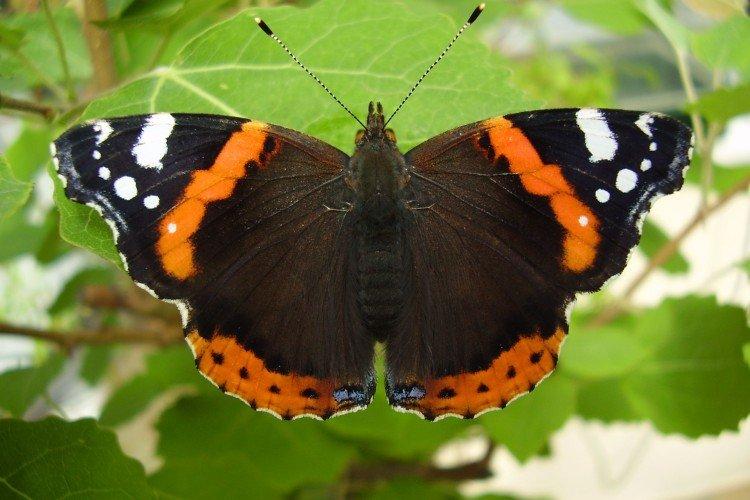Бабочка адмирал (60 фото) - описание, виды и среда обитания