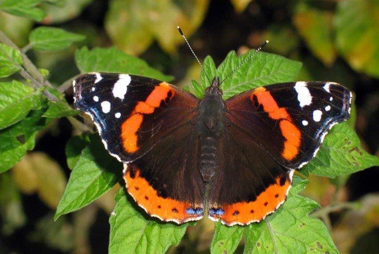 Бабочка адмирал (60 фото) - описание, виды и среда обитания