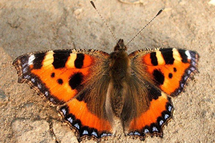 Бабочка крапивница (50 фото) - описание, виды и среда обитания