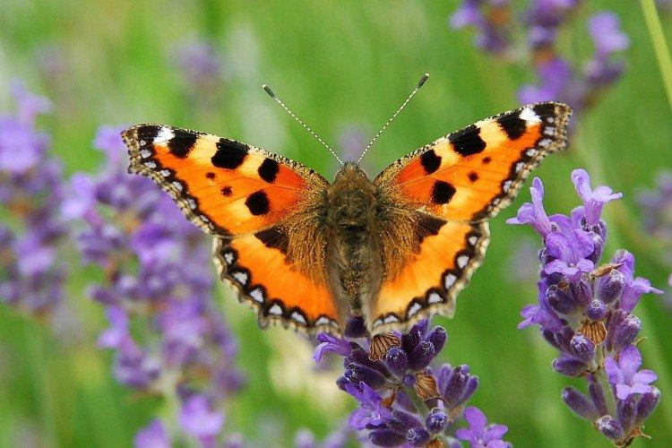 Бабочка крапивница (50 фото) - описание, виды и среда обитания