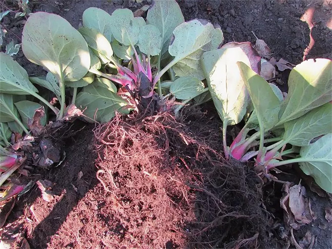 Бадан – посадка, выращивание и уход в открытом грунте, сорта, применение