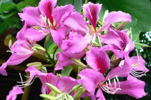 Баухиния: выращиваем орхидею дома