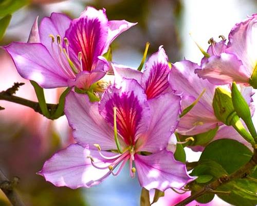 Баухиния: выращиваем орхидею дома