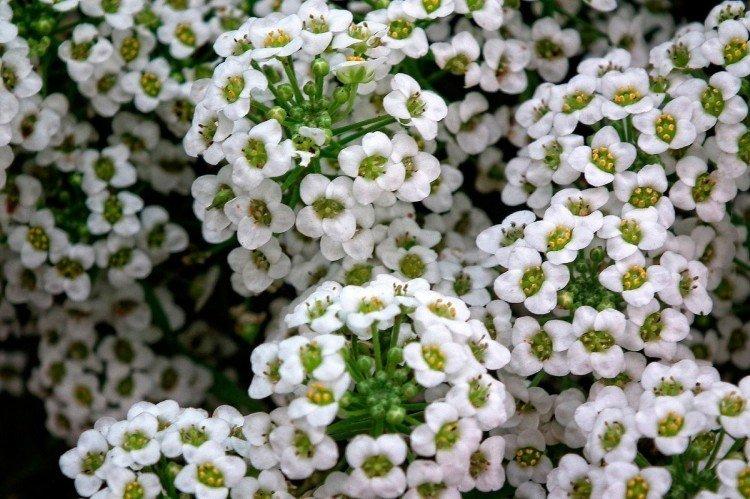 Белые цветы - названия, фото и описания (каталог)