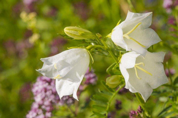 Белые цветы - названия, фото и описания (каталог)