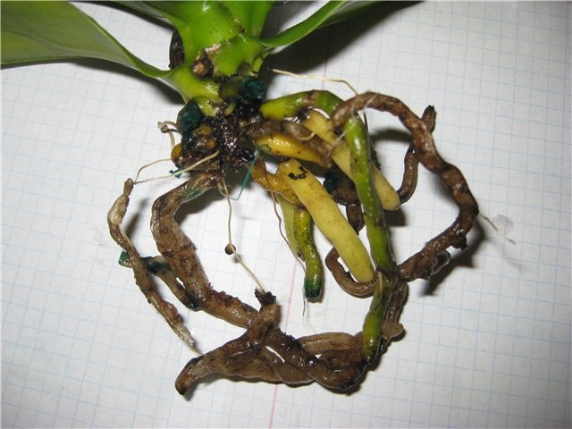 Болезни и вредители орхидей Фаленопсис