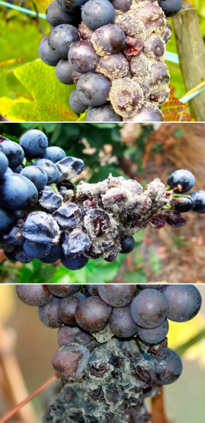 Болезни винограда: признаки, причины и лечение