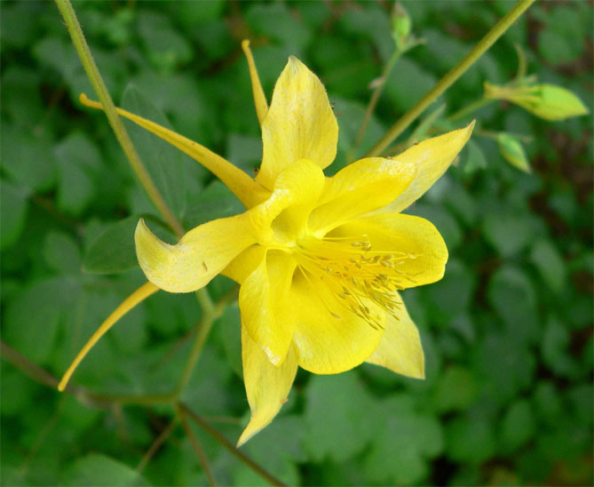 Цветок аквилегия – посадка семенами, уход в открытом грунте, фото сорта