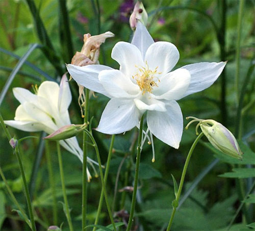 Цветок аквилегия – посадка семенами, уход в открытом грунте, фото сорта