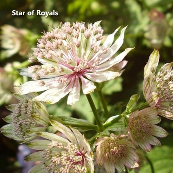 Цветок астранция: посадка, выращивание и уход в открытом грунте