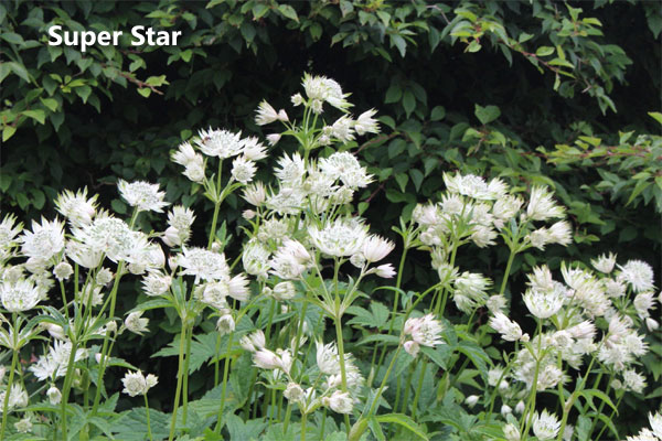 Цветок астранция: посадка, выращивание и уход в открытом грунте