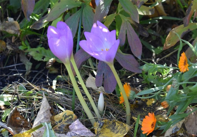 Цветок безвременник: посадка и уход в саду, фото сортов и видов с описанием