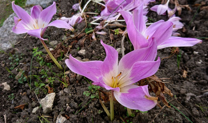 Цветок безвременник: посадка и уход в саду, фото сортов и видов с описанием