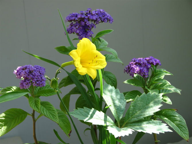 Цветок гелиотроп: посадка и уход в открытом грунте, дома, фото
