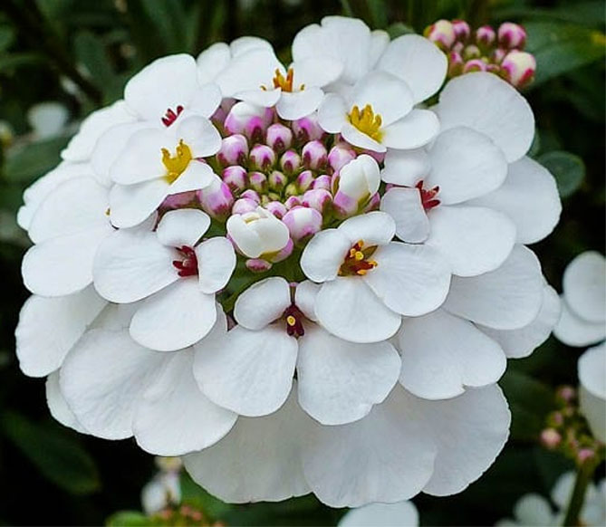 Цветок иберис: посадка, уход, выращивание из семян, когда сажать