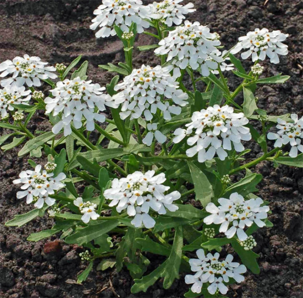 Цветок иберис: посадка, уход, выращивание из семян, когда сажать