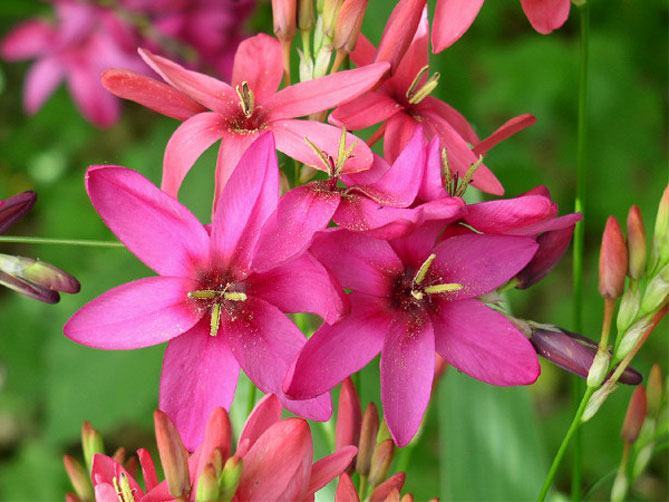 Цветок Иксия – посадка, выращивание и уход, фото сортов