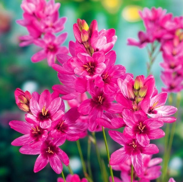 Цветок Иксия – посадка, выращивание и уход, фото сортов