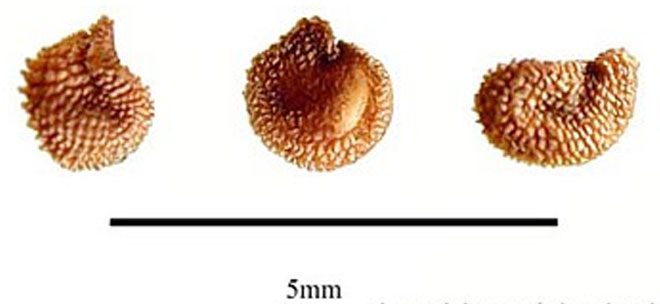 Цветок ясколка (биберштейн, войлок) – посадка и уход, фото