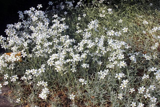 Цветок ясколка (биберштейн, войлок) – посадка и уход, фото