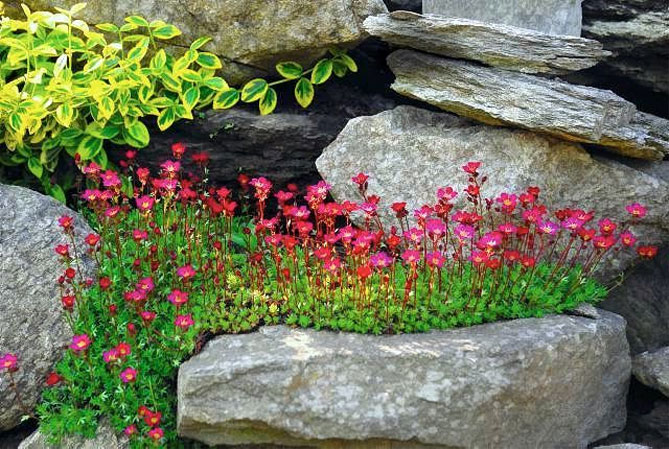 Цветок камнеломка – посадка и уход в открытом грунте, описание сортов, фото