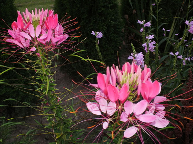 Цветок клеома: описание, посадка и уход, фото сортов