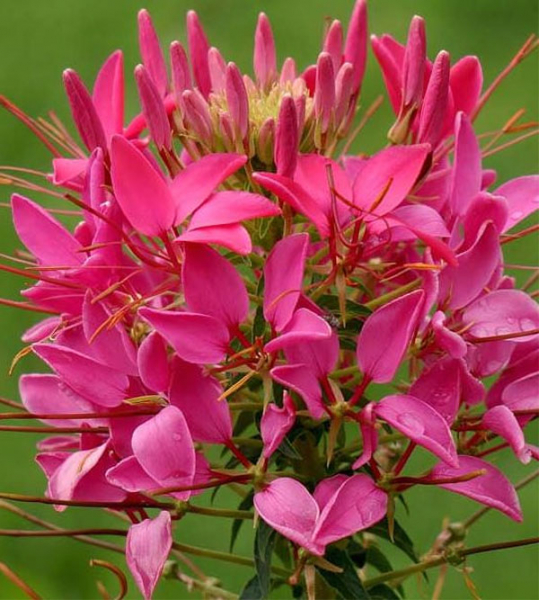 Цветок клеома: описание, посадка и уход, фото сортов