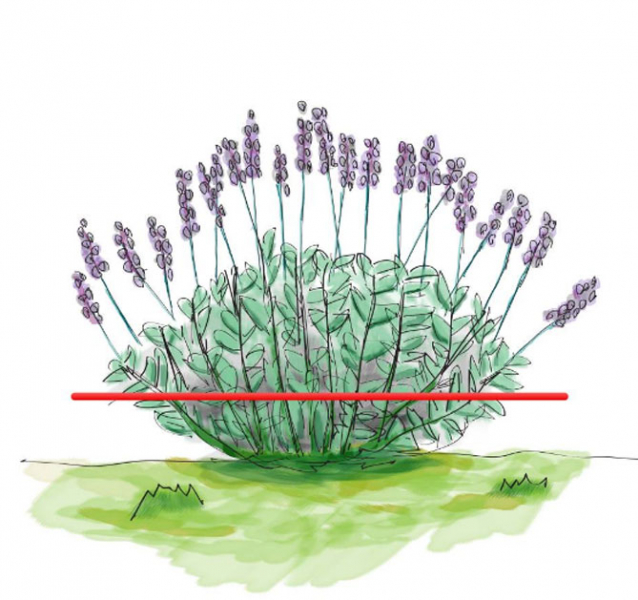Цветок колокольчик: вырастить из семян, когда сажать, посадка и уход
