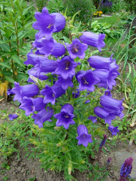 Цветок колокольчик: вырастить из семян, когда сажать, посадка и уход