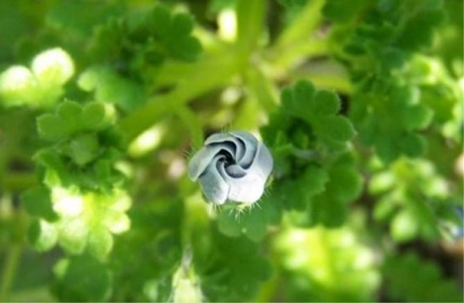 Цветок немофила: посадка и уход, выращивание из семян, фото сортов