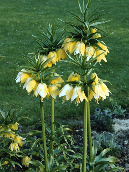 Цветок рябчик императорский или королевский (корона) – посадка и уход, фото