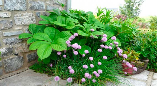 Цветок роджерсия: посадка, выращивание и уход в открытом грунте, фото