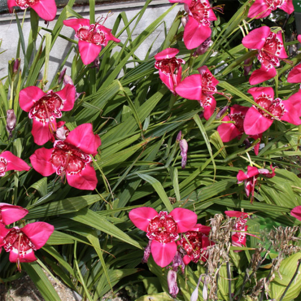 Тигридия павлинья цветочная: посадка, выращивание и уход в открытом грунте, сорта, фото