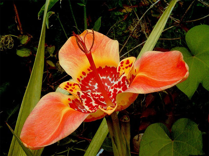 Тигридия павлинья цветочная: посадка, выращивание и уход в открытом грунте, сорта, фото