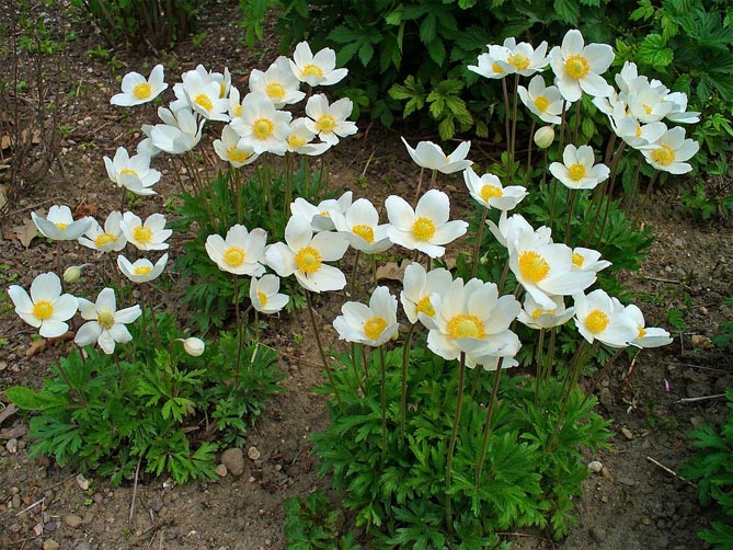Цветы ветреницы (анемона): посадка и уход, размножение, фото видов и сортов