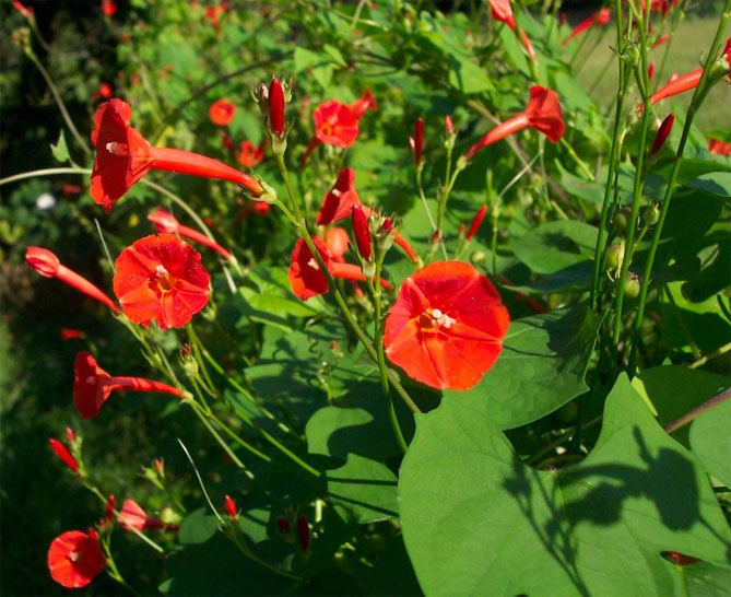 Однолетние цветы ипомея – посадка и уход в открытом грунте, фото