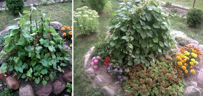 Однолетние цветы ипомея – посадка и уход в открытом грунте, фото