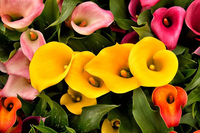 Цветы каллы: посадка и уход в открытом грунте (саду), в горшках