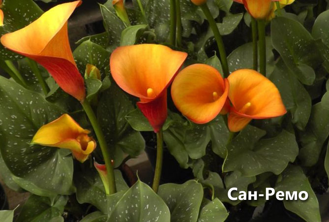 Цветы каллы: посадка и уход в открытом грунте (саду), в горшках