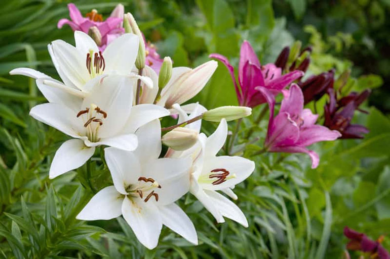 Цветы лилии садовой – посадка и уход, размножение
