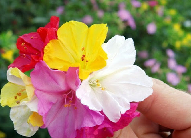 Цветы мирабилис (ночная красавица) – посадка и уход, фото