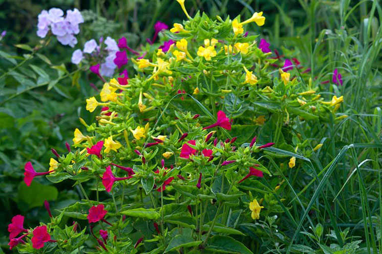 Цветы мирабилис (ночная красавица) – посадка и уход, фото