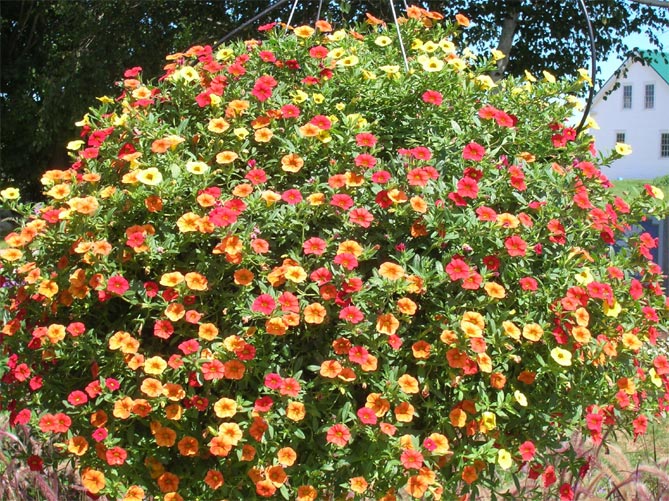 Цветы петунии: посадка, выращивание и уход в открытом грунте, посев семян на рассаду