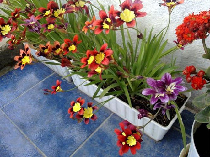 Цветы спараксиса: посадка, выращивание и уход в открытом грунте, фото в саду, сорта