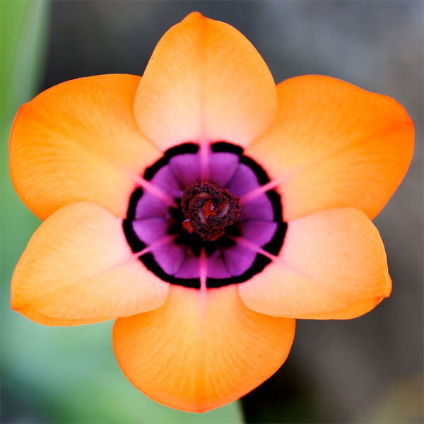 Цветы спараксиса: посадка, выращивание и уход в открытом грунте, фото в саду, сорта